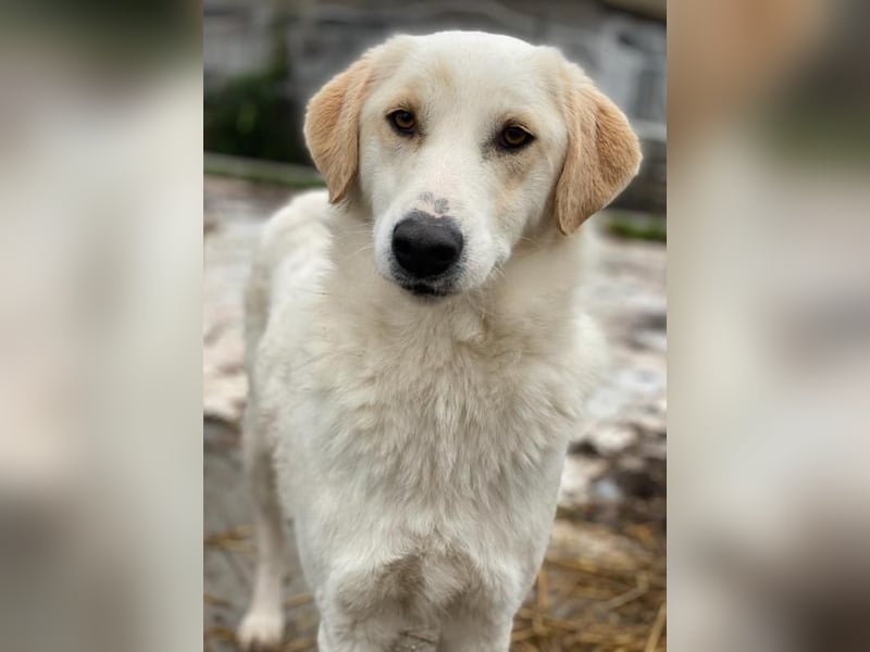 Nami, geb. ca. 12/2019, lebt in GRIECHENLAND, im städt. Tierheim Serres