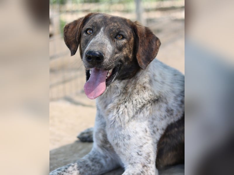 Naxos, geb. ca. 07/2020, lebt in GRIECHENLAND, im städt. Tierheim Serres