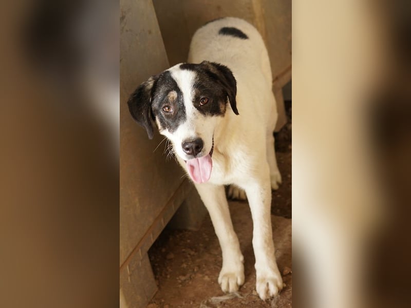 Thundery, geb. ca. 11/2022, lebt in GRIECHENLAND, im städt. Tierheim Serres