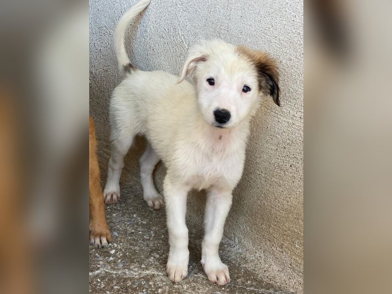 Luna, geb. ca. 07/2025, lebt in GRIECHENLAND, im städt. Tierheim Serres