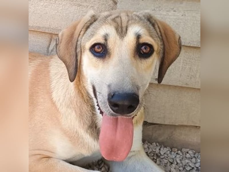 Angeliki, geb. ca. 12/2024, lebt in GRIECHENLAND, auf einer privaten Pflegestelle