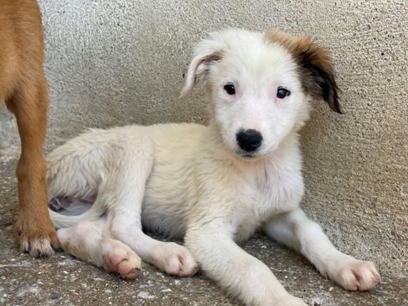 Luna, geb. ca. 07/2025, lebt in GRIECHENLAND, im städt. Tierheim Serres