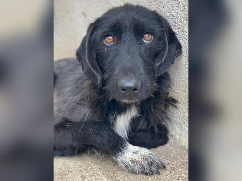 Erebus, geb. ca. 01/2025, lebt in GRIECHENLAND, im städt. Tierheim Serres