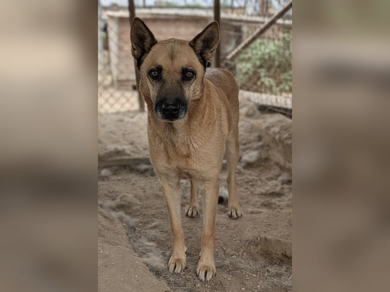 Diesel, geb. ca. 04/2022, lebt in GRIECHENLAND, im städt. Tierheim Serres