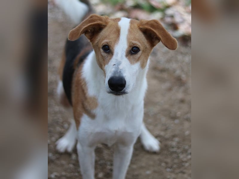 Eneas, geb. ca. 07/2023, lebt in GRIECHENLAND, im städt. Tierheim Serres