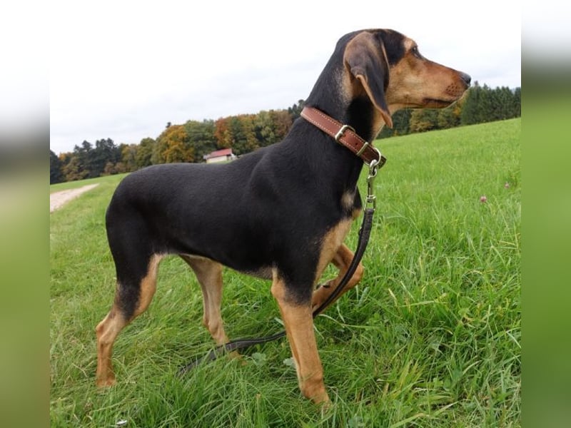 Solen, geb. ca. 04/2025, lebt bei einem Ehepaar in 79733 Görwihl