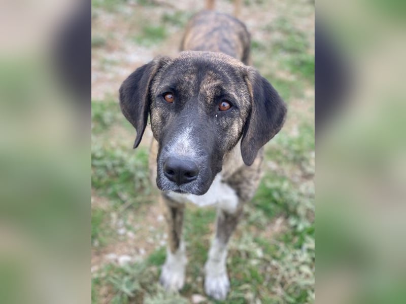 Tenera, geb. ca. 10/2024, lebt in GRIECHENLAND, im städt. Tierheim Serres