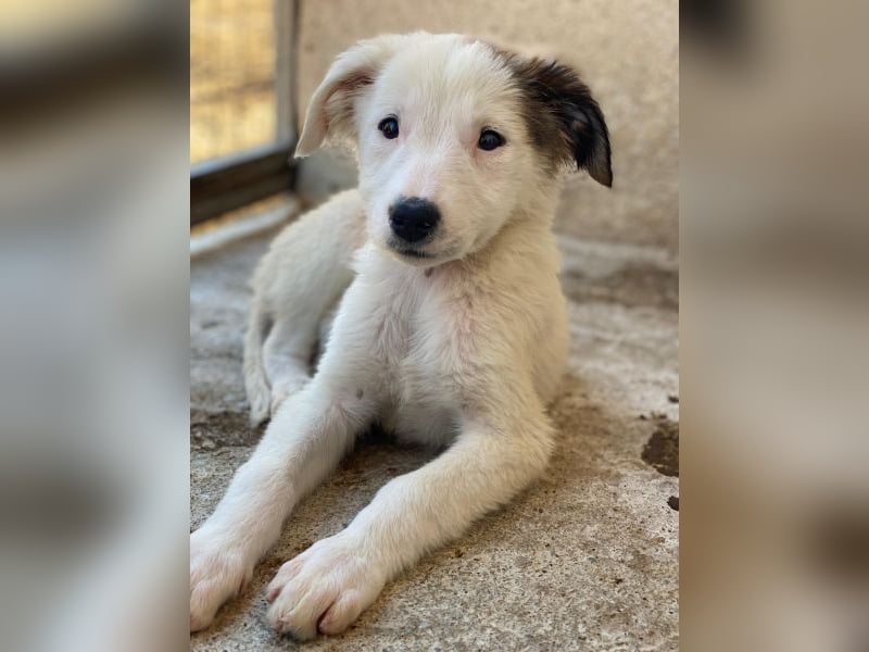 Luna, geb. ca. 07/2025, lebt in GRIECHENLAND, im städt. Tierheim Serres