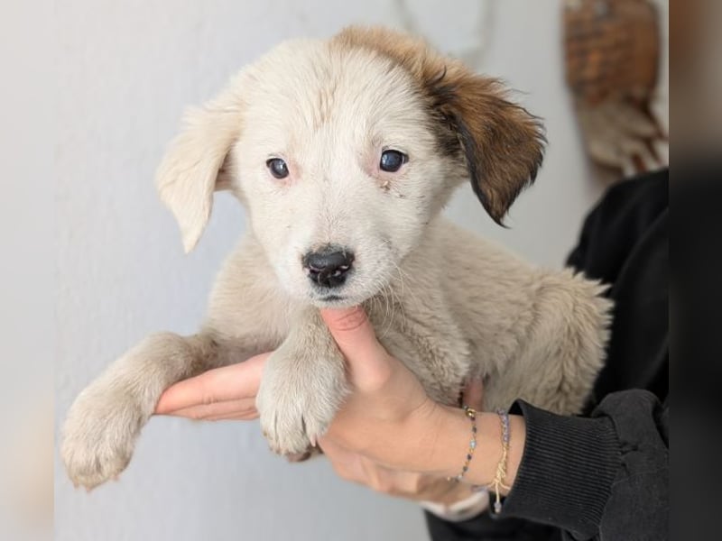 Luna, geb. ca. 07/2025, lebt in GRIECHENLAND, im städt. Tierheim Serres