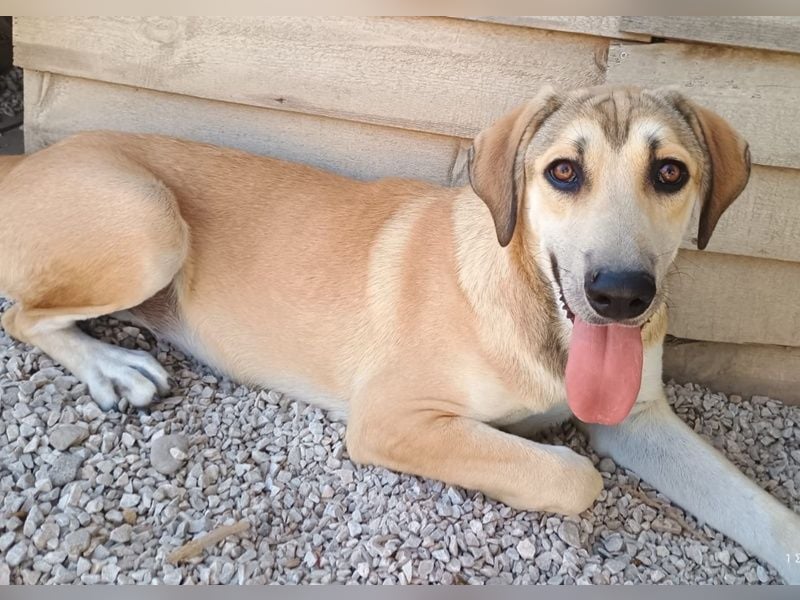 Angeliki, geb. ca. 12/2024, lebt in GRIECHENLAND, auf einer privaten Pflegestelle