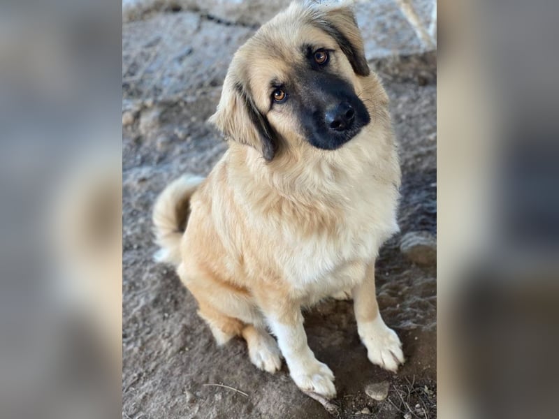 Malou, geb. ca. 04/2024, lebt in GRIECHENLAND, im städt. Tierheim Serres