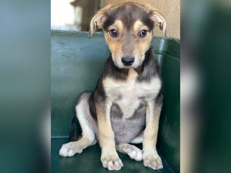 Daphne, geb. ca. 07/2025, lebt in GRIECHENLAND, im städt. Tierheim Serres