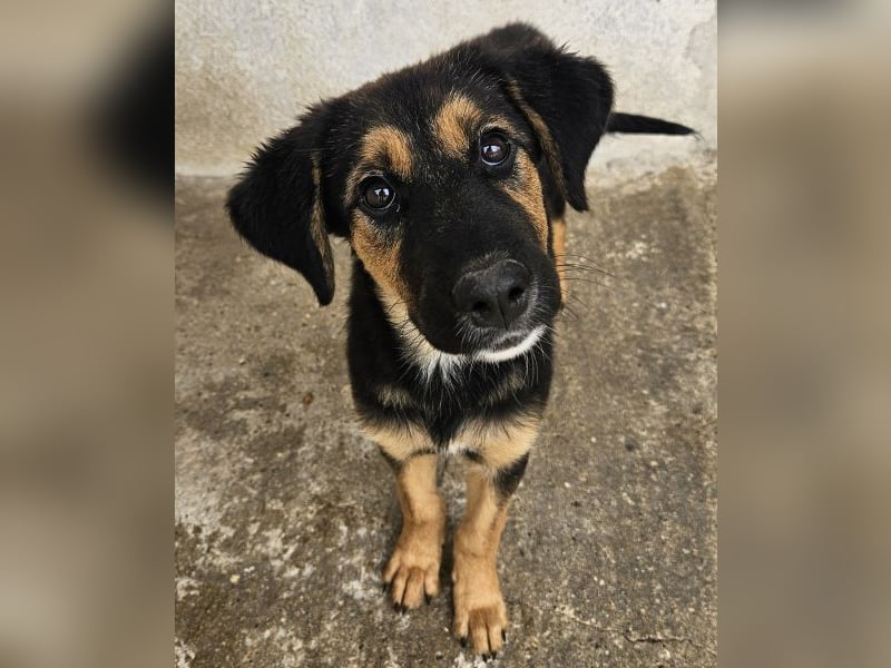 Glinda, geb. ca. 07/2025, lebt in GRIECHENLAND, im städt. Tierheim Serres