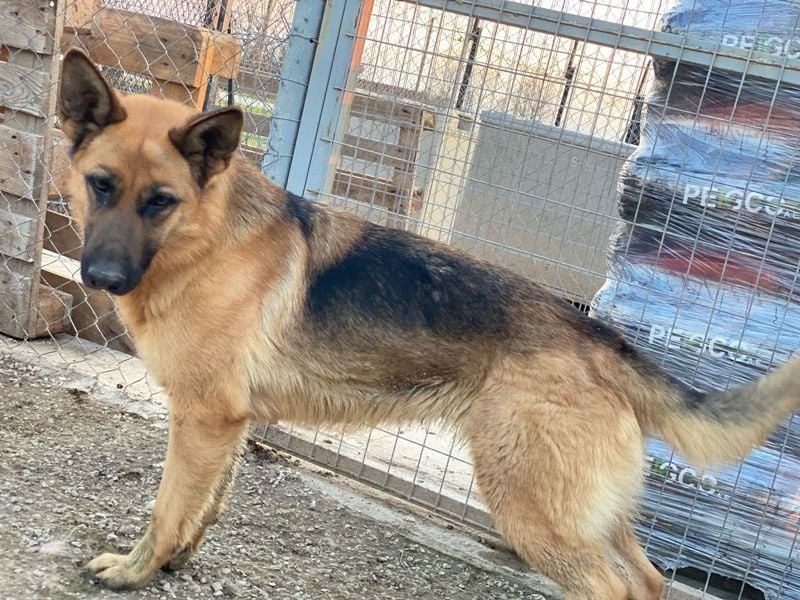 Wilma, geb. ca. 04/2021, lebt in GRIECHENLAND, im städt. Tierheim Serres