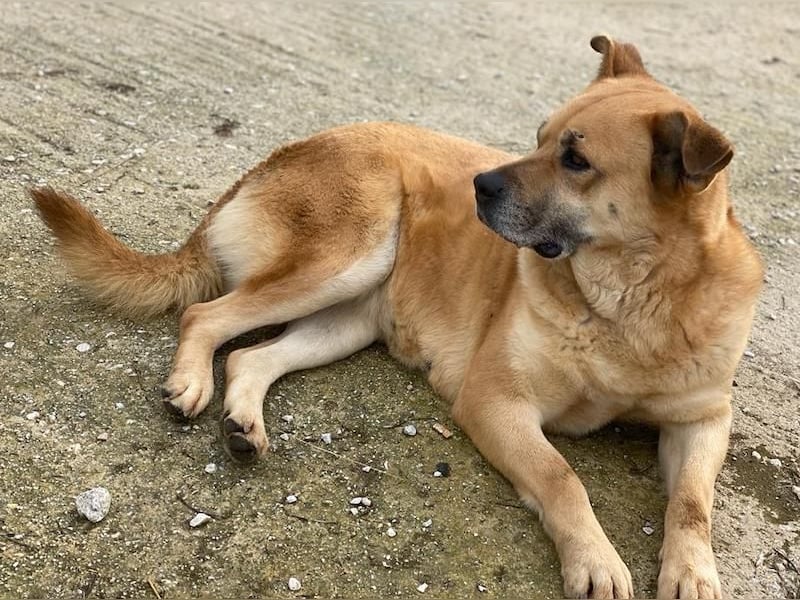 Macarena, geb. ca. 06/2019, lebt in GRIECHENLAND, im städt. Tierheim Serres