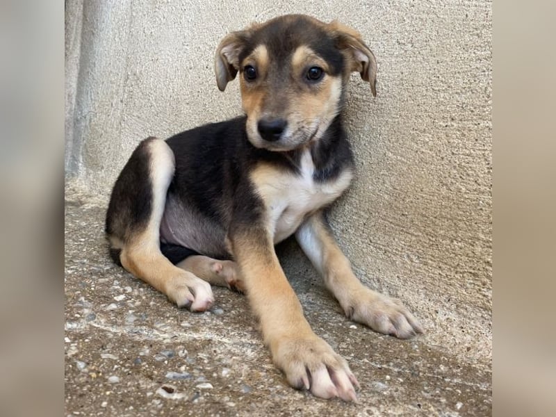 Daphne, geb. ca. 07/2025, lebt in GRIECHENLAND, im städt. Tierheim Serres