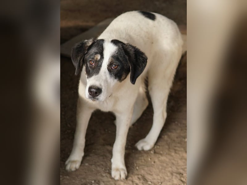 Thundery, geb. ca. 11/2022, lebt in GRIECHENLAND, im städt. Tierheim Serres