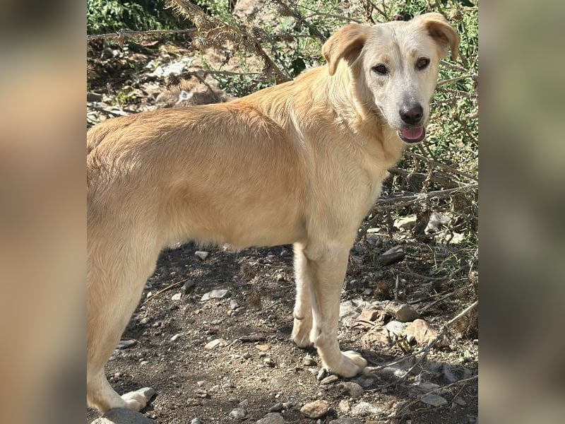 Liova, geb. ca. 10/2024, lebt in GRIECHENLAND, auf einem Gelände, Hunde werden notdürftig versorgt