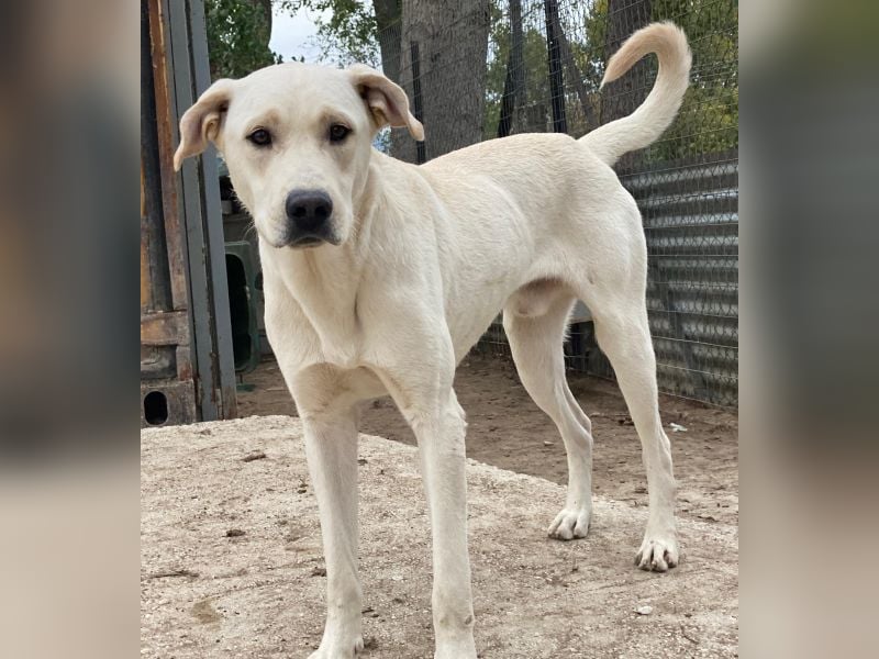 Miguel, geb. ca. 08/2024, lebt in GRIECHENLAND, im städt. Tierheim Serres Miguel, geb. ca. 08/2024, lebt in GRIECHENLAND, im städt. Tierheim Serres