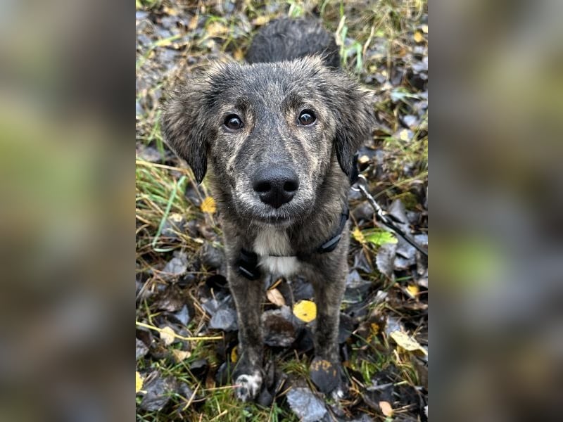 Kaya, geb. ca. 05/2025, lebt auf einer Pflegestelle in 95168 Marktleuthen