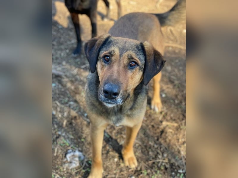 Rhea, geb. ca. 11/2021, lebt in GRIECHENLAND, auf einer privaten Pflegestelle