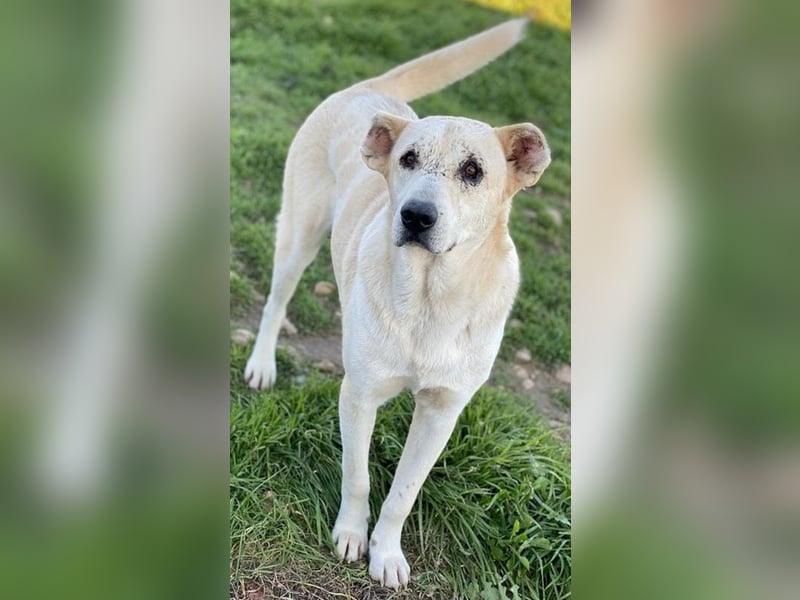 Pippo, geb. ca. 12/2020, lebt in GRIECHENLAND, auf einem Gelände, wird notdürftig versorgt