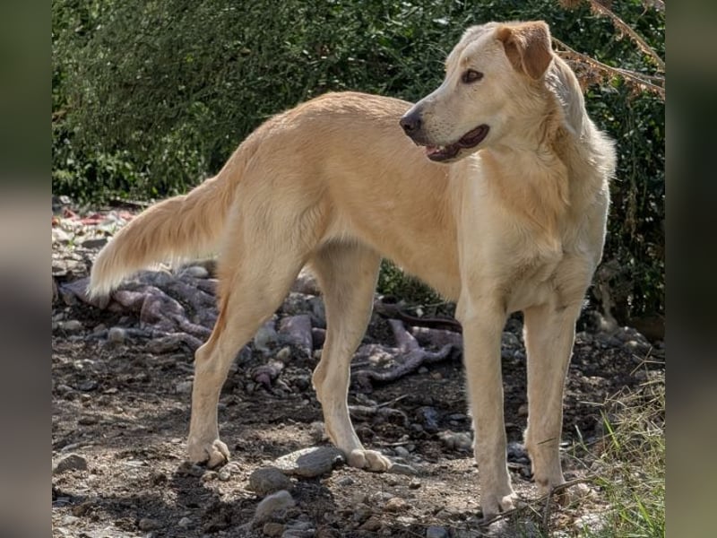 Liova, geb. ca. 10/2024, lebt in GRIECHENLAND, auf einem Gelände, Hunde werden notdürftig versorgt