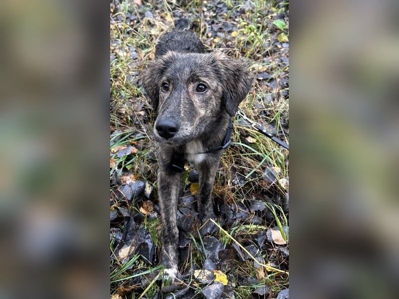 Kaya, geb. ca. 05/2025, lebt auf einer Pflegestelle in 95168 Marktleuthen