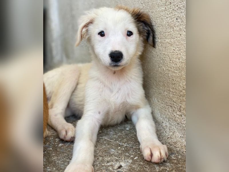 Luna, geb. ca. 07/2025, lebt in GRIECHENLAND, im städt. Tierheim Serres