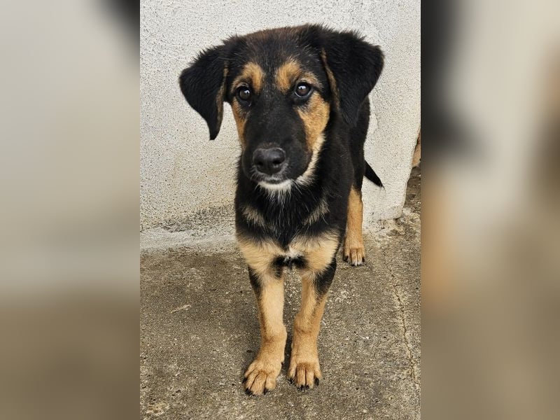 Glinda, geb. ca. 07/2025, lebt in GRIECHENLAND, im städt. Tierheim Serres