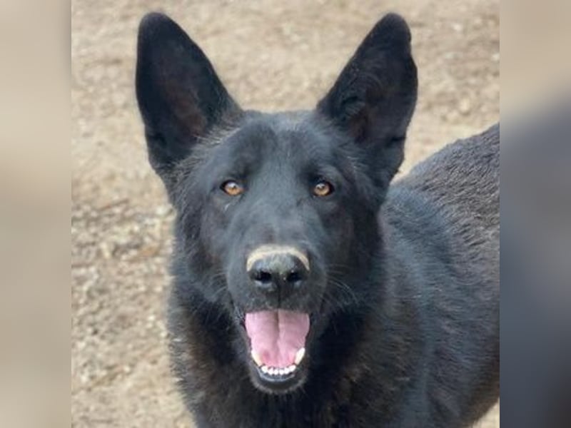 Zanders, geb. ca. 05/2023, lebt in GRIECHENLAND, im städt. Tierheim Serres