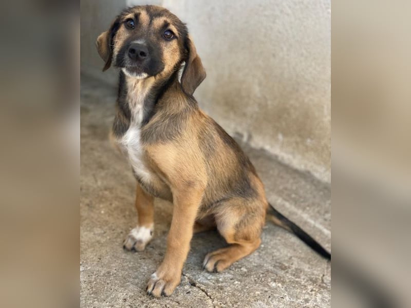 Tayachen, geb. ca. 07/2025, lebt in GRIECHENLAND, im städt. Tierheim Serres