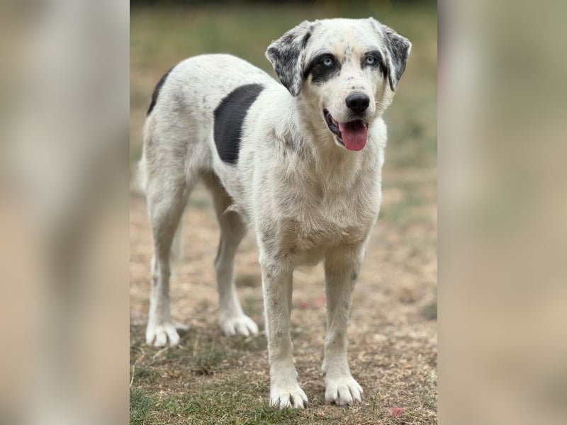 Snow, geb. ca. 06/2023, lebt auf einer Pflegestelle in 47652 Weeze Snow, geb. ca. 06/2023, lebt auf einer Pflegestelle in 47652 Weeze