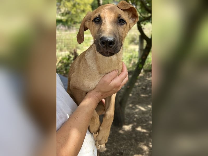 Jamie, geb. ca. 06/2022, lebt in GRIECHENLAND, auf einer privaten Pflegestelle