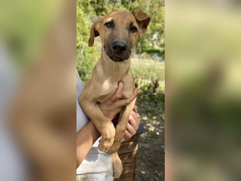 Jamie, geb. ca. 06/2022, lebt in GRIECHENLAND, auf einer privaten Pflegestelle