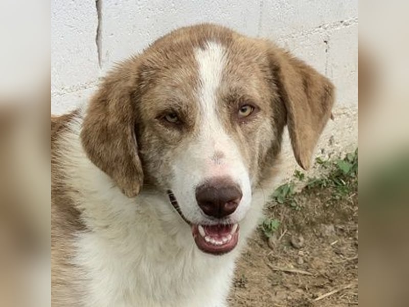 Baruso, geb. ca. 05/2020, lebt in GRIECHENLAND, auf einer privaten Pflegestelle