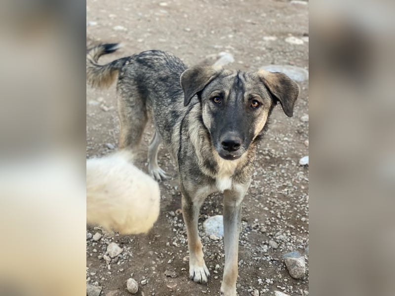 Erwin, geb. ca. 05/2024, lebt in GRIECHENLAND, im städt. Tierheim Serres