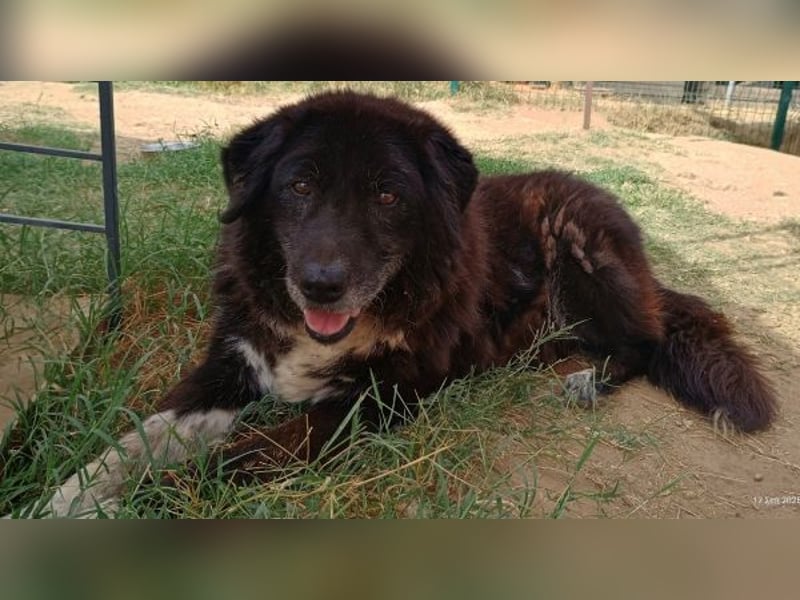 Betty-Boo, geb. ca. 01/2014, lebt in GRIECHENLAND, auf einer privaten Pflegestelle