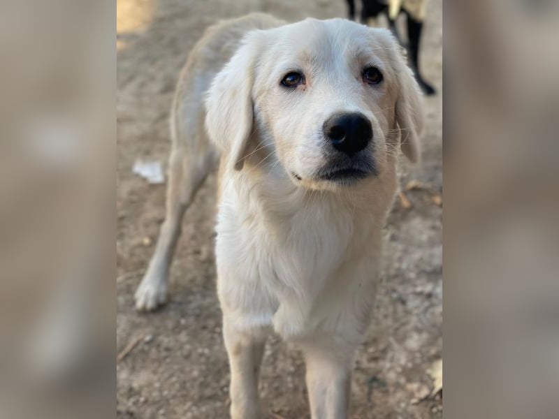 Havoc, geb. ca. 03/2025, lebt in GRIECHENLAND, auf einer privaten Pflegestelle