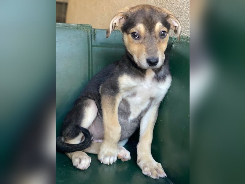 Daphne, geb. ca. 07/2025, lebt in GRIECHENLAND, im städt. Tierheim Serres