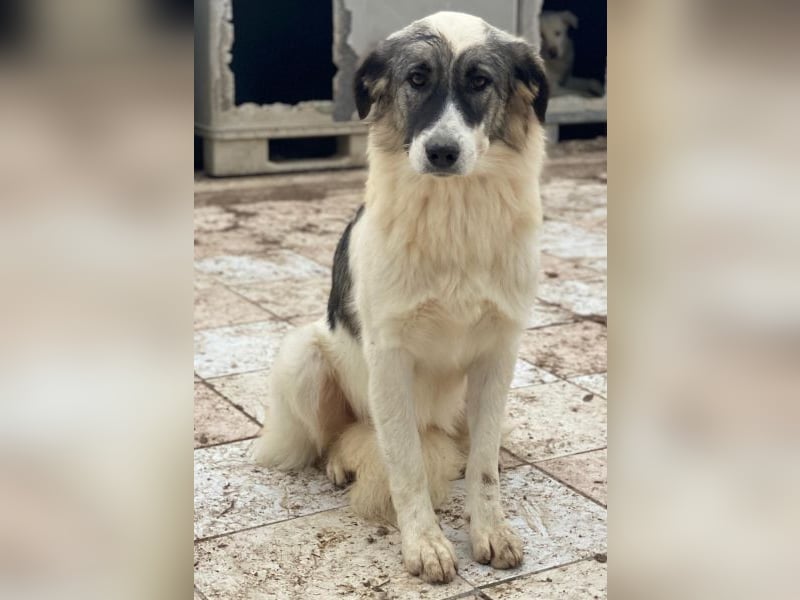 Ravli, geb. ca. 12/2024, lebt in GRIECHENLAND, im städt. Tierheim Serres