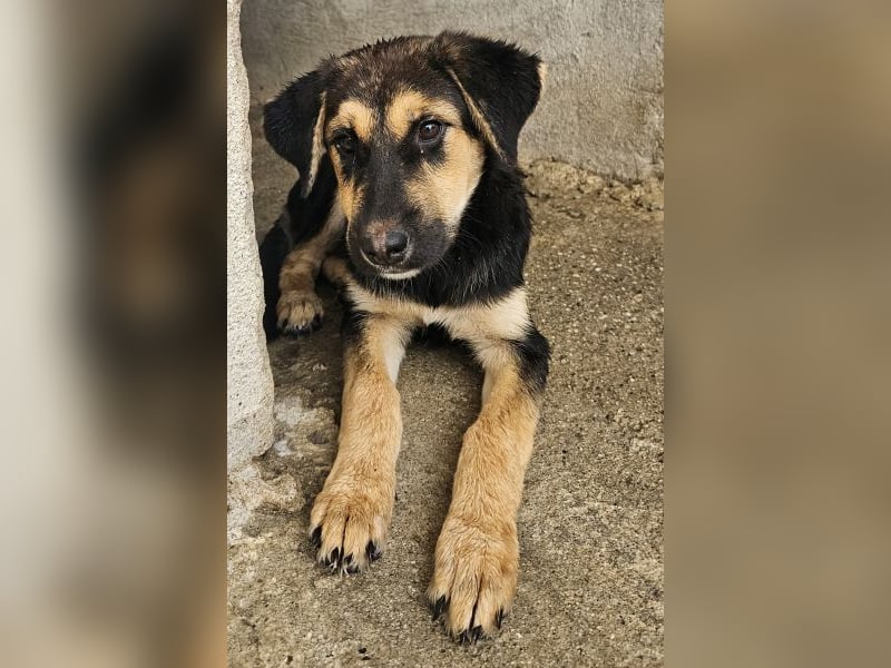 Elphaba, geb. ca. 07/2025, lebt in GRIECHENLAND, im städt. Tierheim Serres