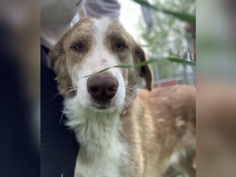 Baruso, geb. ca. 05/2020, lebt in GRIECHENLAND, auf einer privaten Pflegestelle