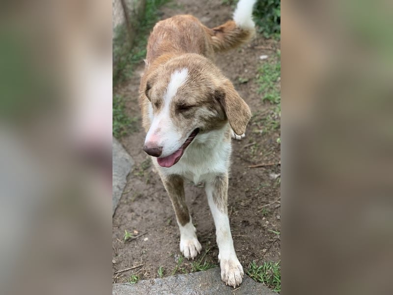 Baruso, geb. ca. 05/2020, lebt in GRIECHENLAND, auf einer privaten Pflegestelle