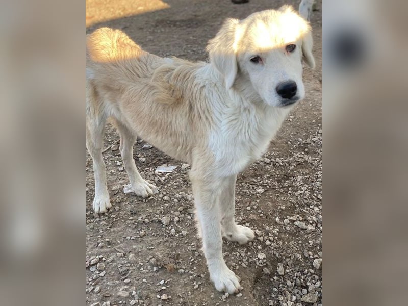 Havoc, geb. ca. 03/2025, lebt in GRIECHENLAND, auf einer privaten Pflegestelle