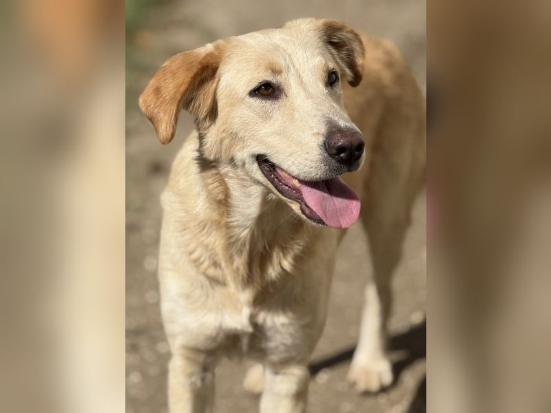 Liova, geb. ca. 10/2024, lebt in GRIECHENLAND, auf einem Gelände, Hunde werden notdürftig versorgt