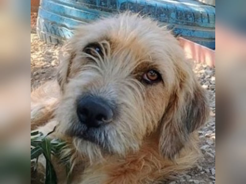 Sid, geb. ca. 08/2022 , lebt in GRIECHENLAND, auf einer privaten Pflegestelle Sid, geb. ca. 08/2022 , lebt in GRIECHENLAND, auf einer privaten Pflegestelle