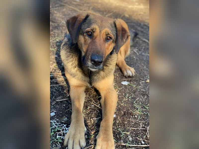 Rhea, geb. ca. 11/2021, lebt in GRIECHENLAND, auf einer privaten Pflegestelle