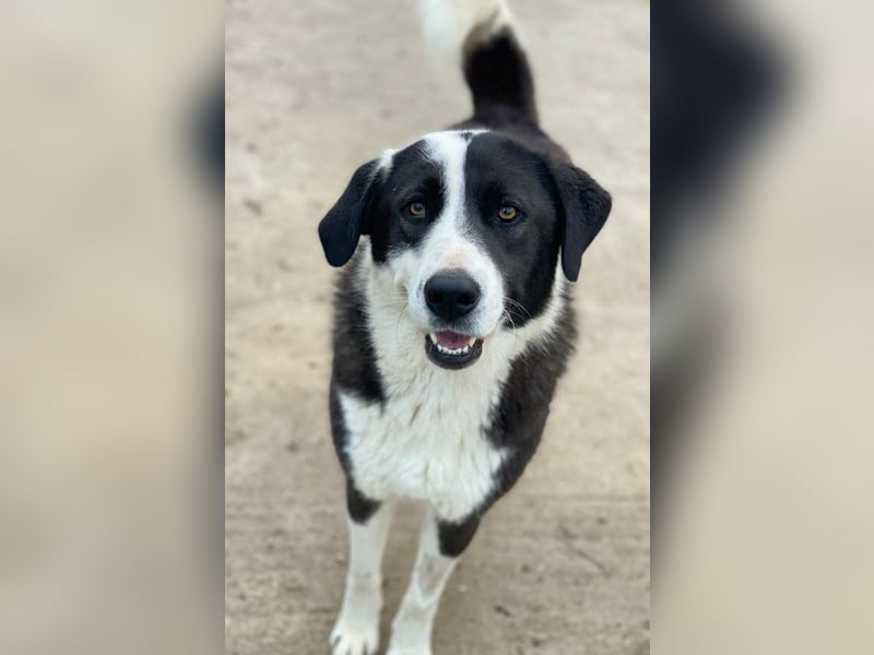 Aquata, geb. ca. 01/2023, lebt in GRIECHENLAND, im städt. Tierheim Serres