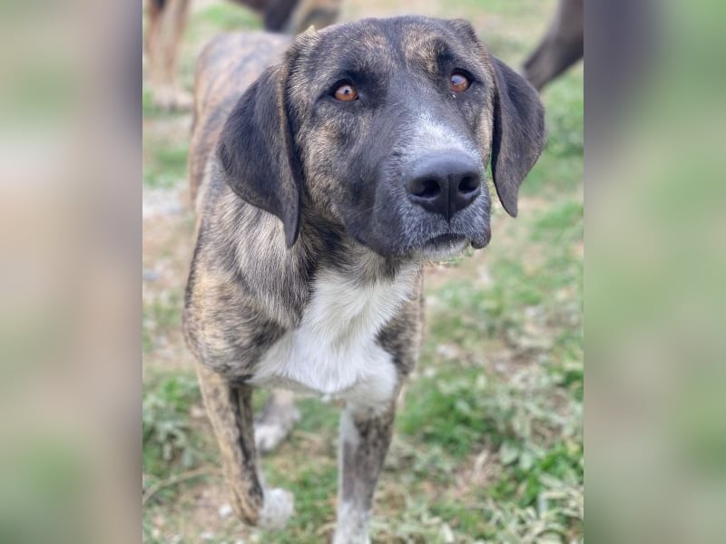 Tenera, geb. ca. 10/2024, lebt in GRIECHENLAND, im städt. Tierheim Serres